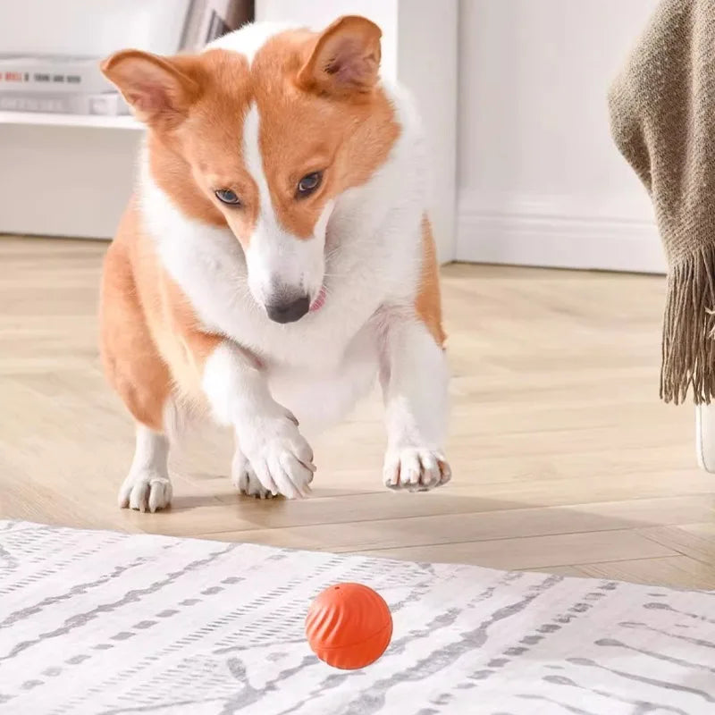 Chase Play Ball
