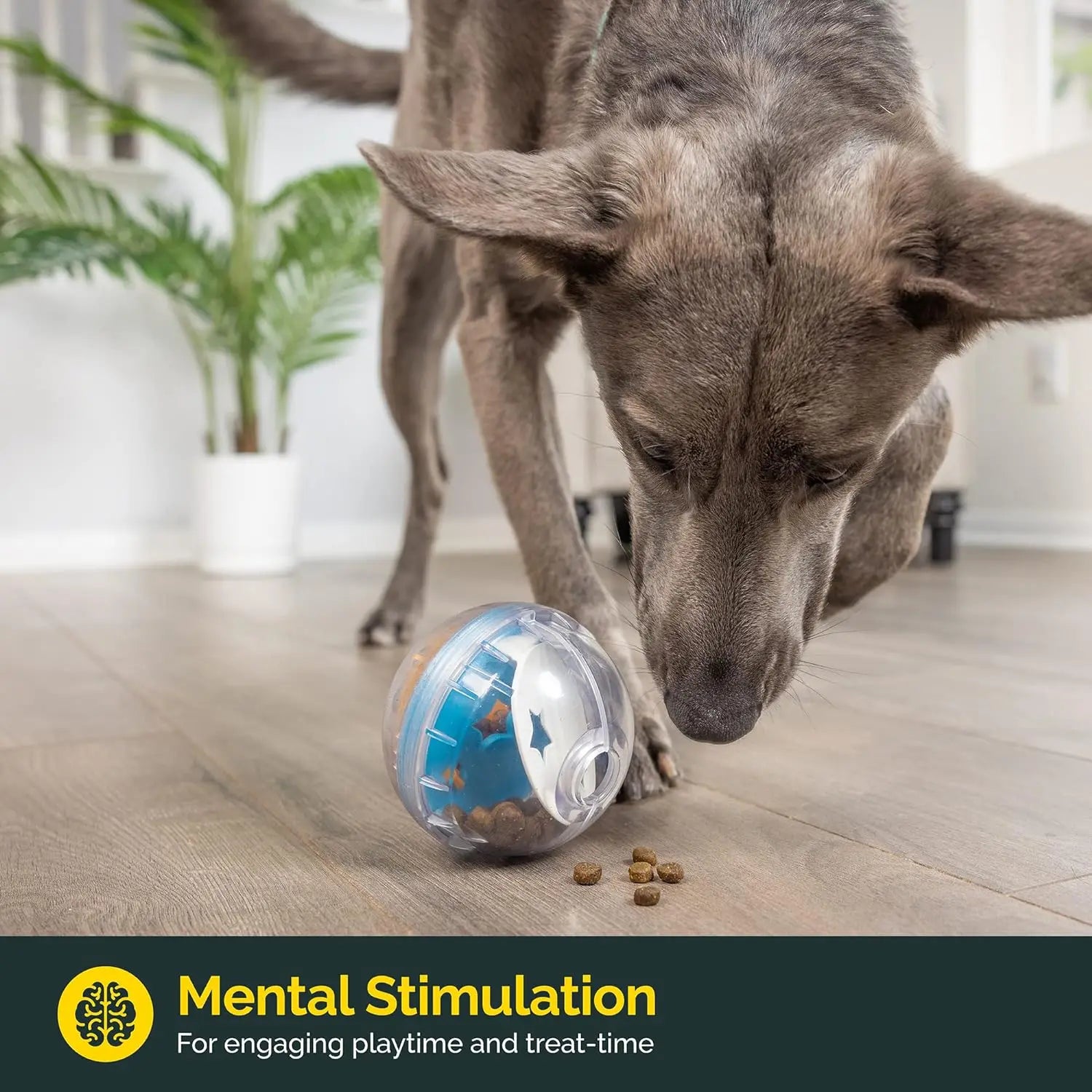 Treat Dispensing Ball